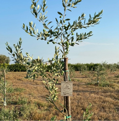 baiadigallipoli it progetti-green 036